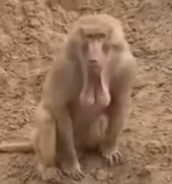 吊面猴.gif