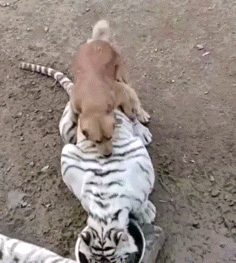 狗子骑白虎.gif
