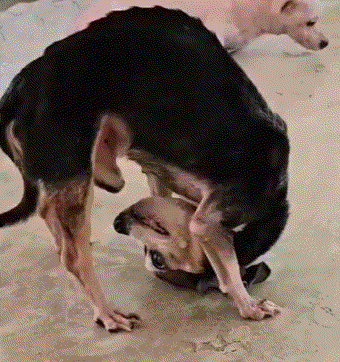 狗子自口.gif