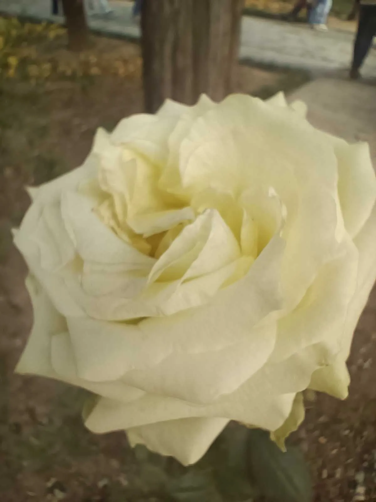 IMG20241123124632.webp