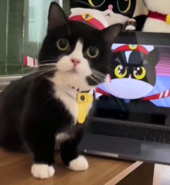 现实版黑猫警长.gif