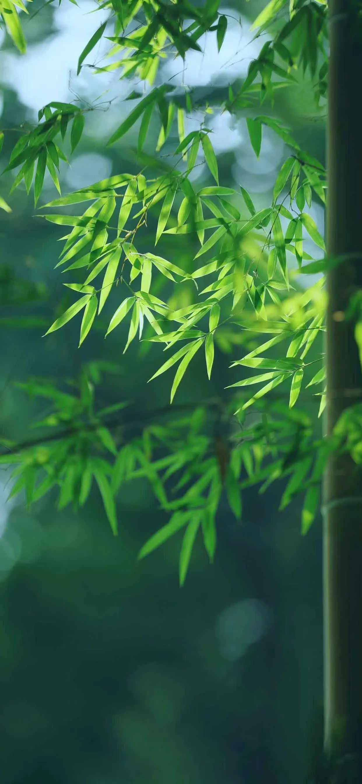 搜图神器_1734015472683.webp