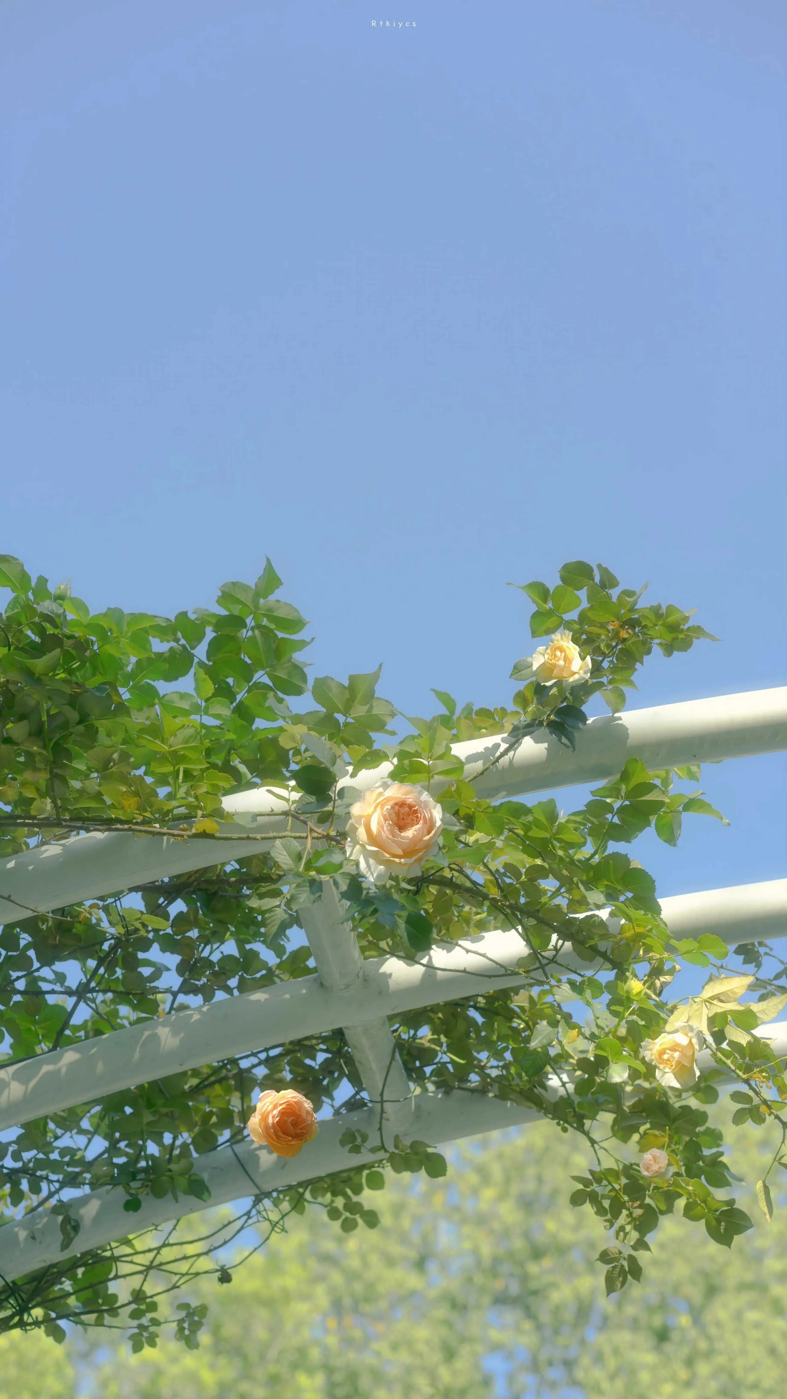 搜图神器_1734334305304.webp