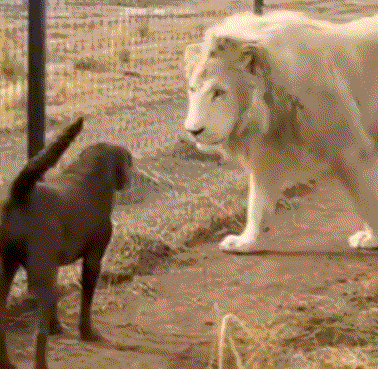 教父狗子狮子.gif