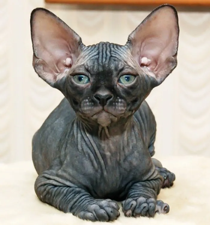 1000012985.webp