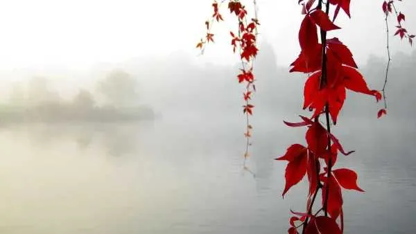1734871675082.webp