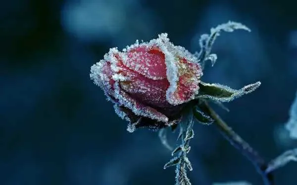 1734871674769.webp