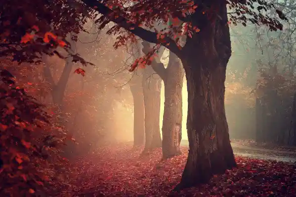 1734871654232.webp