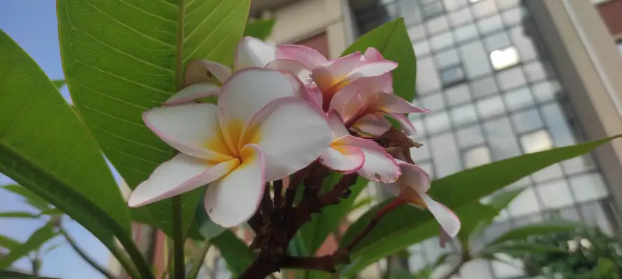 1735081766764.webp