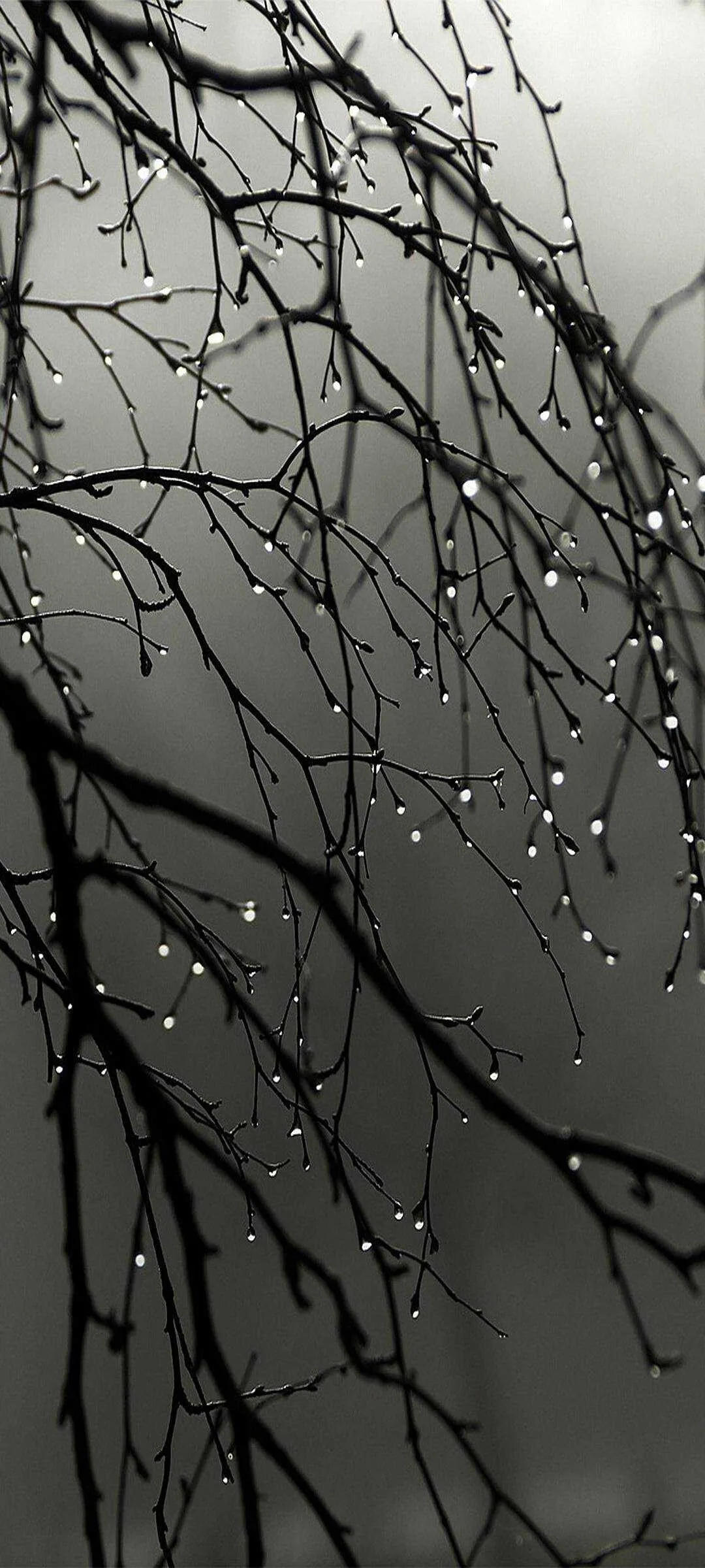 rain-abc14a17-db29-3033-829d-198e8ea66dc9.webp