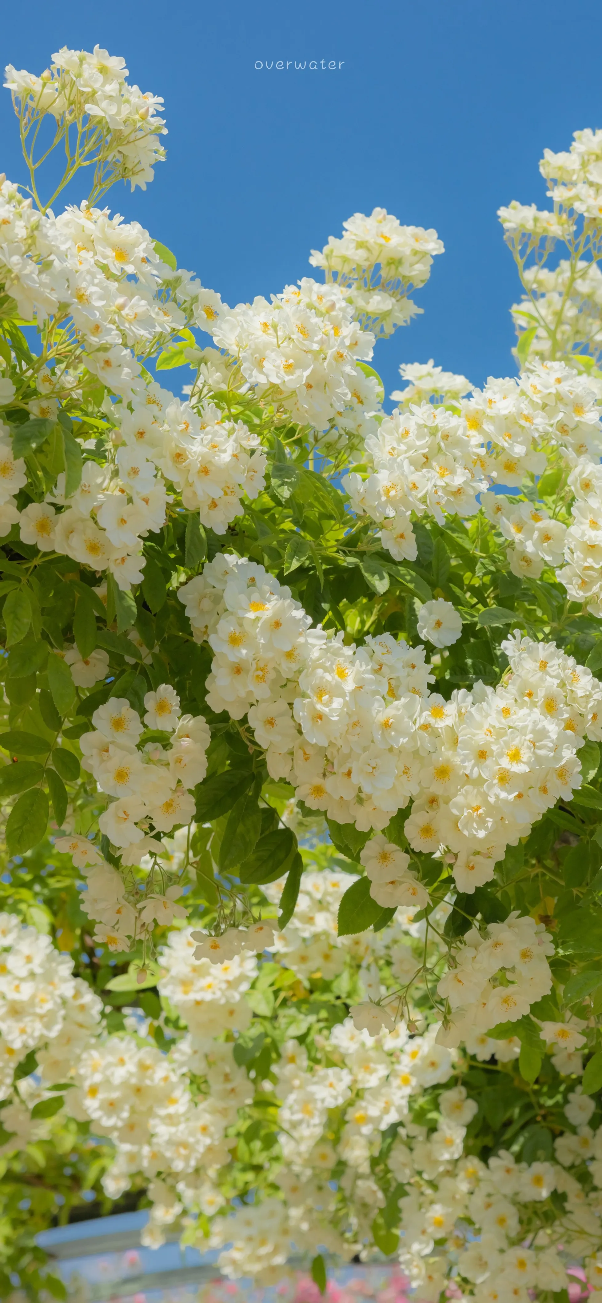 元气壁纸_1740553590387.webp