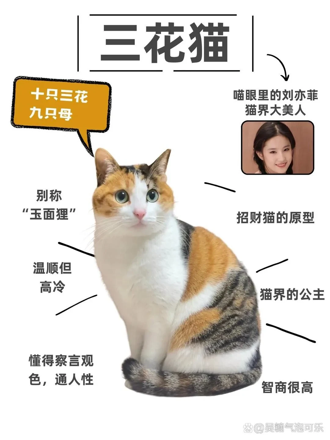 三花猫，猫中刘亦菲.webp