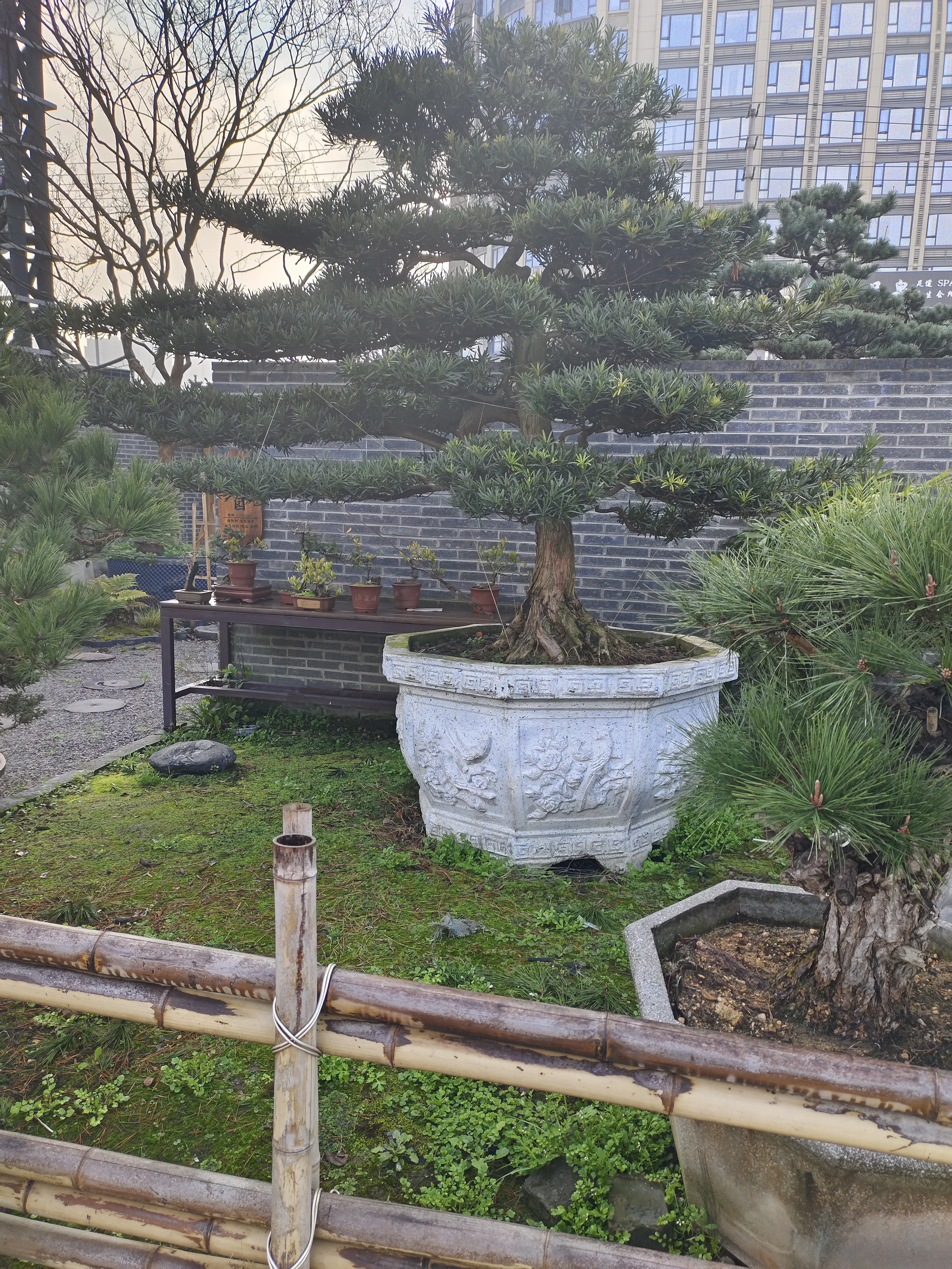 IMG_20250225_092703.webp