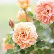 20ca4676369bdedff180bc4a7946bd1aac860dbcdf075ac35f32ed26968fdce7.0.WEBP