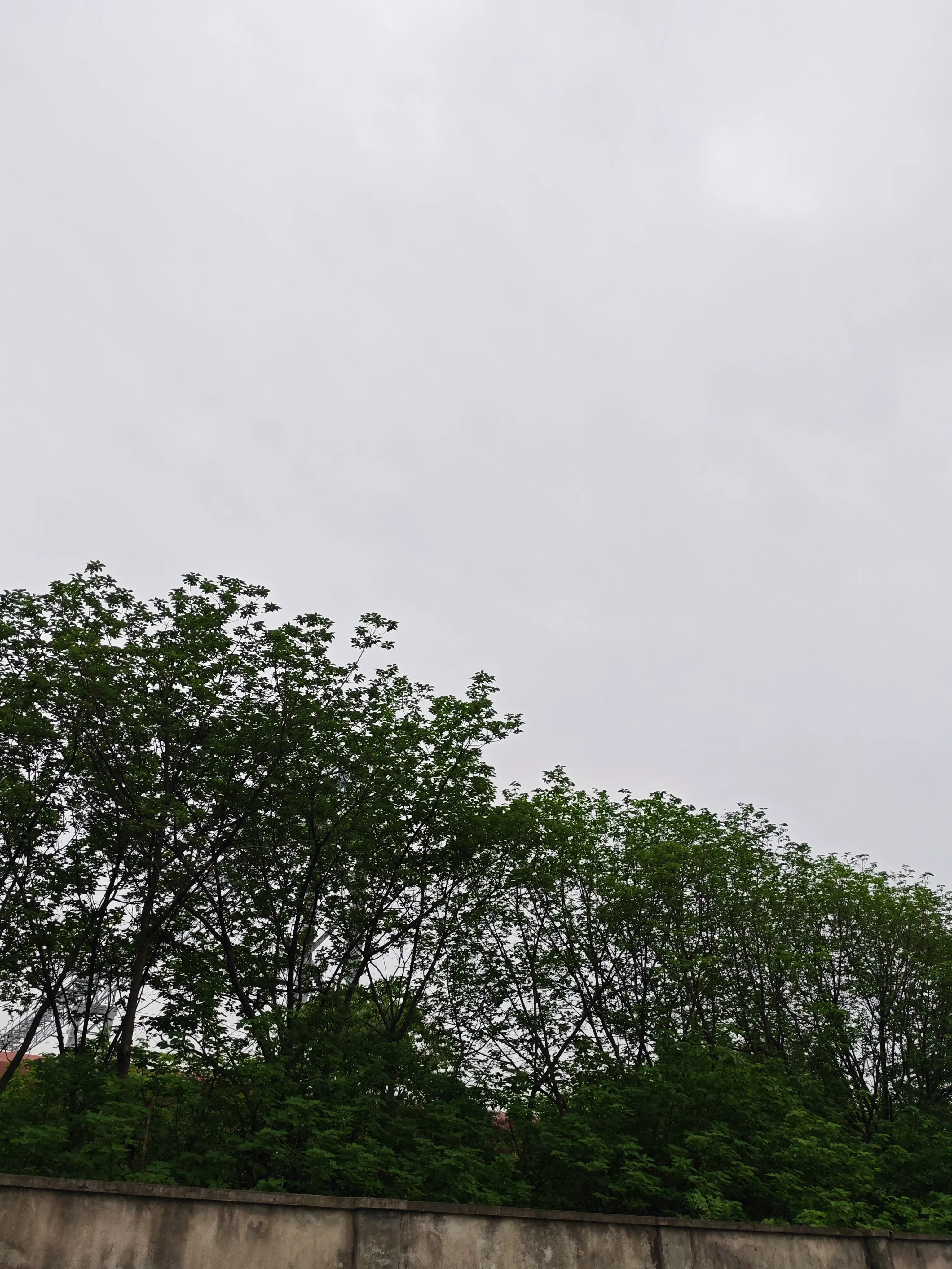 1745481461173.webp