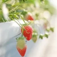 c929e4447a6e73df0e51e998a7666d761bdc192bd2e34c9a0e7ceae90b692bce.0.WEBP