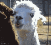 a9870472a679650dd6dd6fd8332fb089.gif