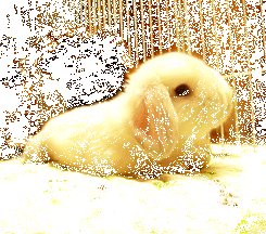 c24309f4e6a9e57cd8dbd3c26cc3f181.gif
