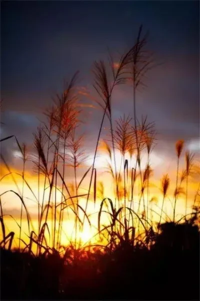1000007232.webp