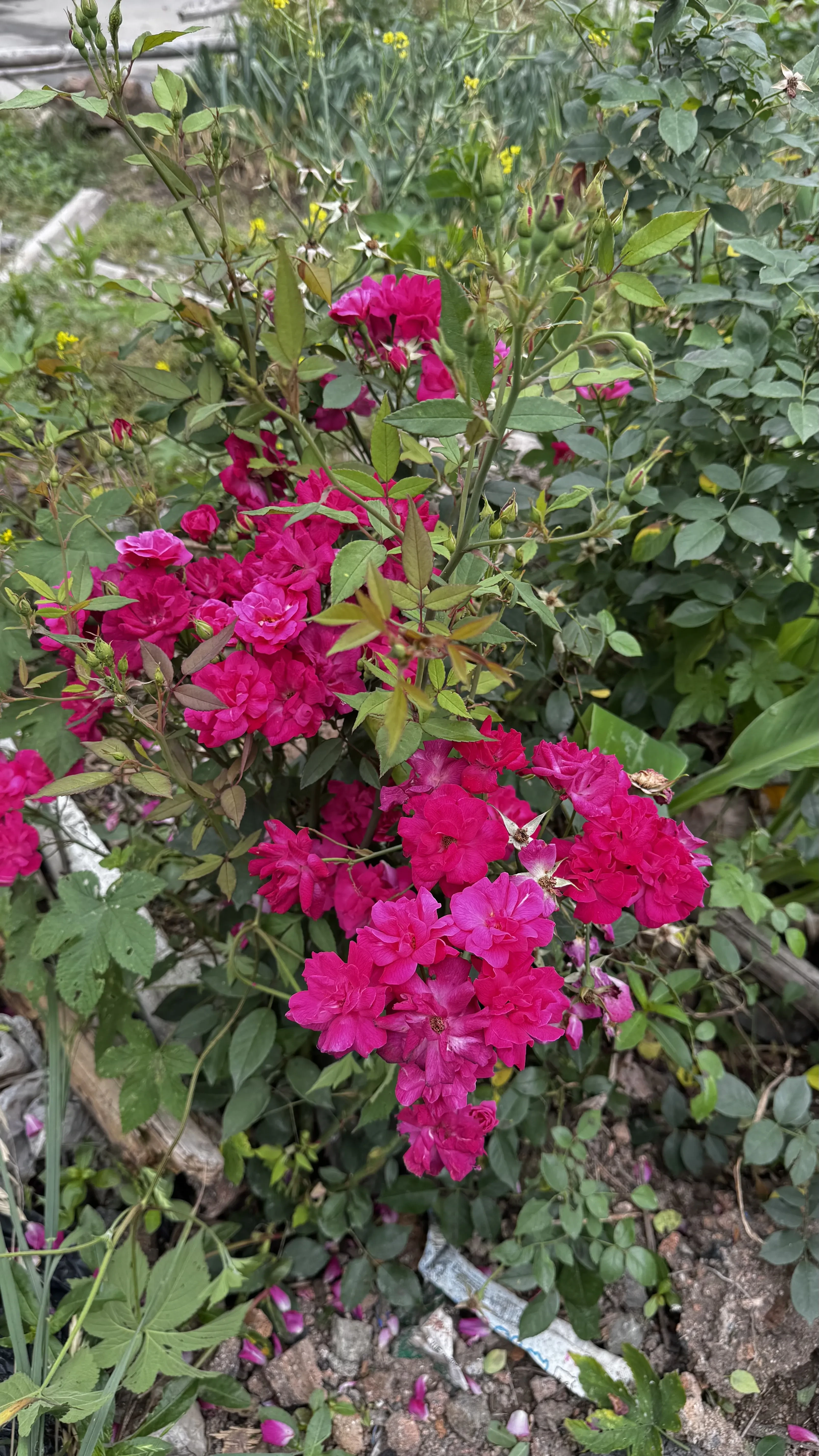 IMG_6207.webp